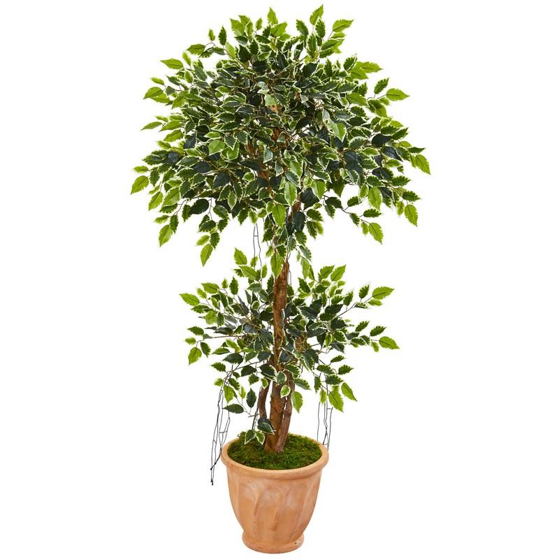 53" Variegated Ficus Artificial Tree in Terra Cotta Planter