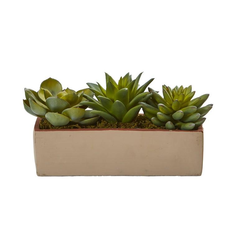 5" Mixed Succulent Pot