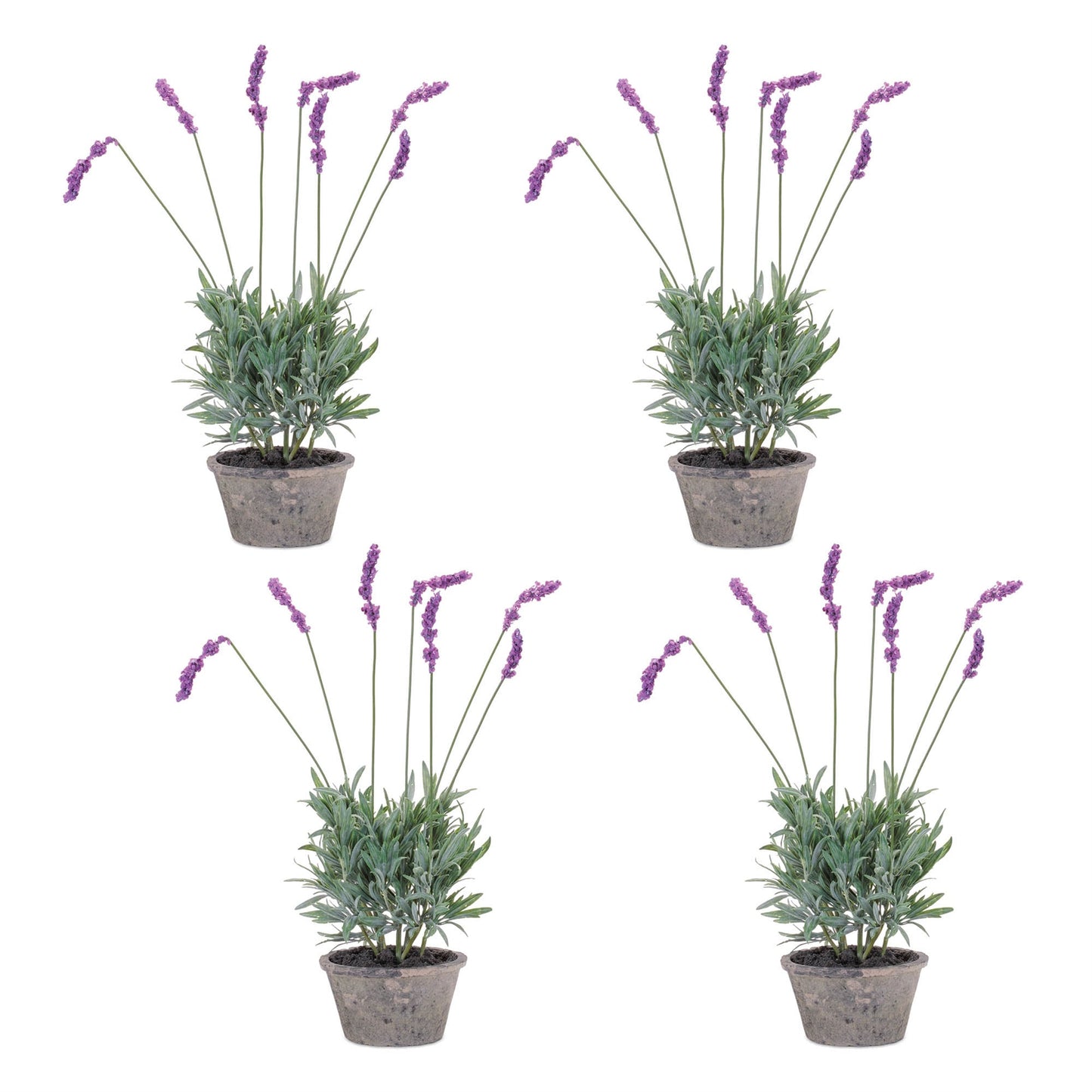 Potted Lavender Plant (Set of 4)
