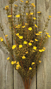 Mustard Astilbe Bush - 21" (Pack of 4)