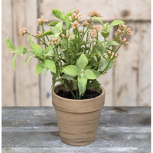 Potted Happy Harmony 8" (Pack of 4)