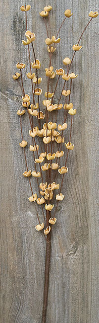 Buttercup Pick - Teastain (Pack of 4)