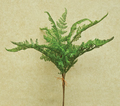 Formosa Fern Bush (Pack of 4)