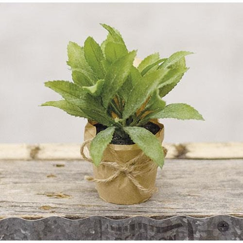 Paper Pot Herb 6" (Pack of 4)