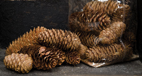 Pinecone Fillers - 6 oz (Pack of 4)