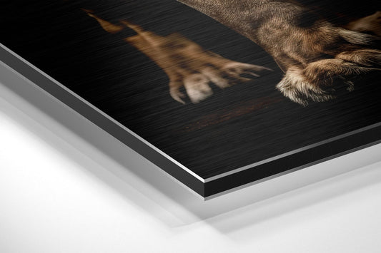 Lion Brushed Aluminum Dibond Wall Art