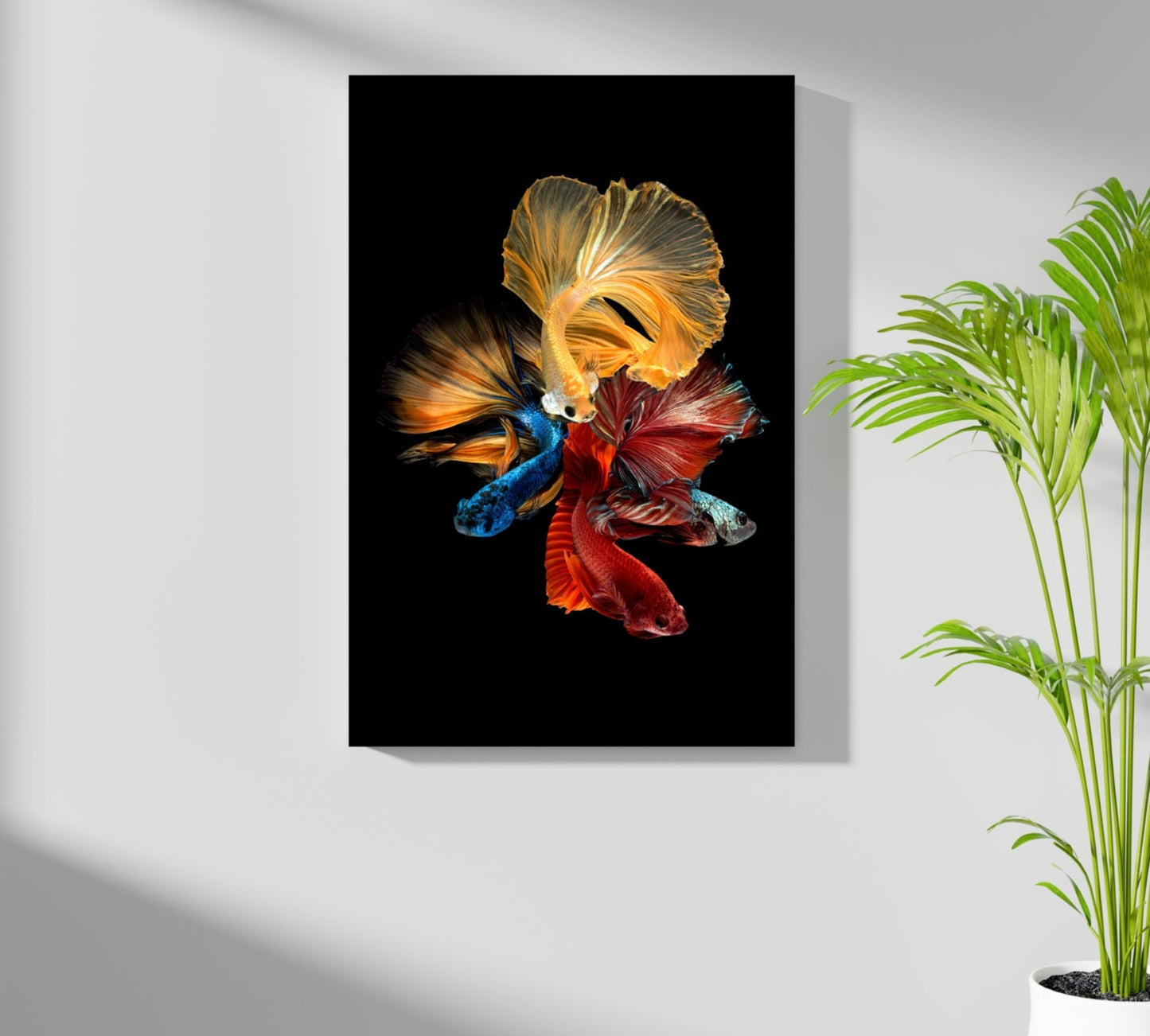 Betta Fishes Aluminum Print