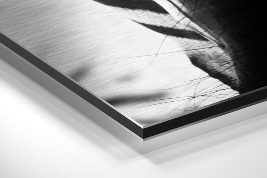 Zebra Brushed Aluminium Dibond Wall Art