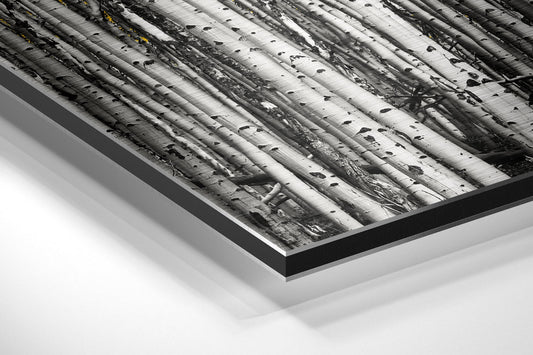 Forest Brushed Aluminium Dibond Wall Art