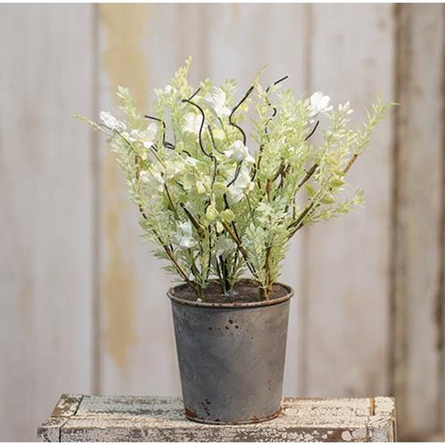 White Lobelia Potted Ornamental Plant (Pack of 2)