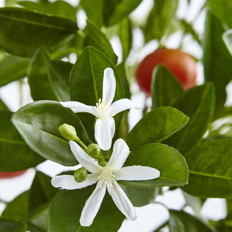 Potted Orange Tree