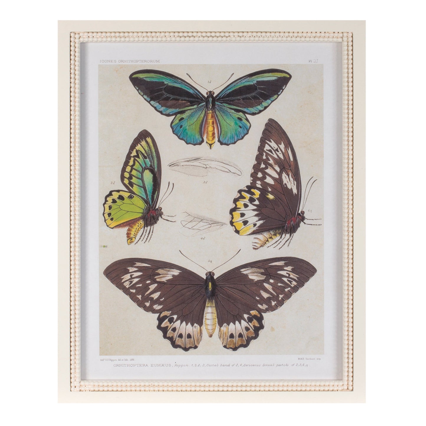 Framed Encyclopedia Butterfly Print (Set of 2)