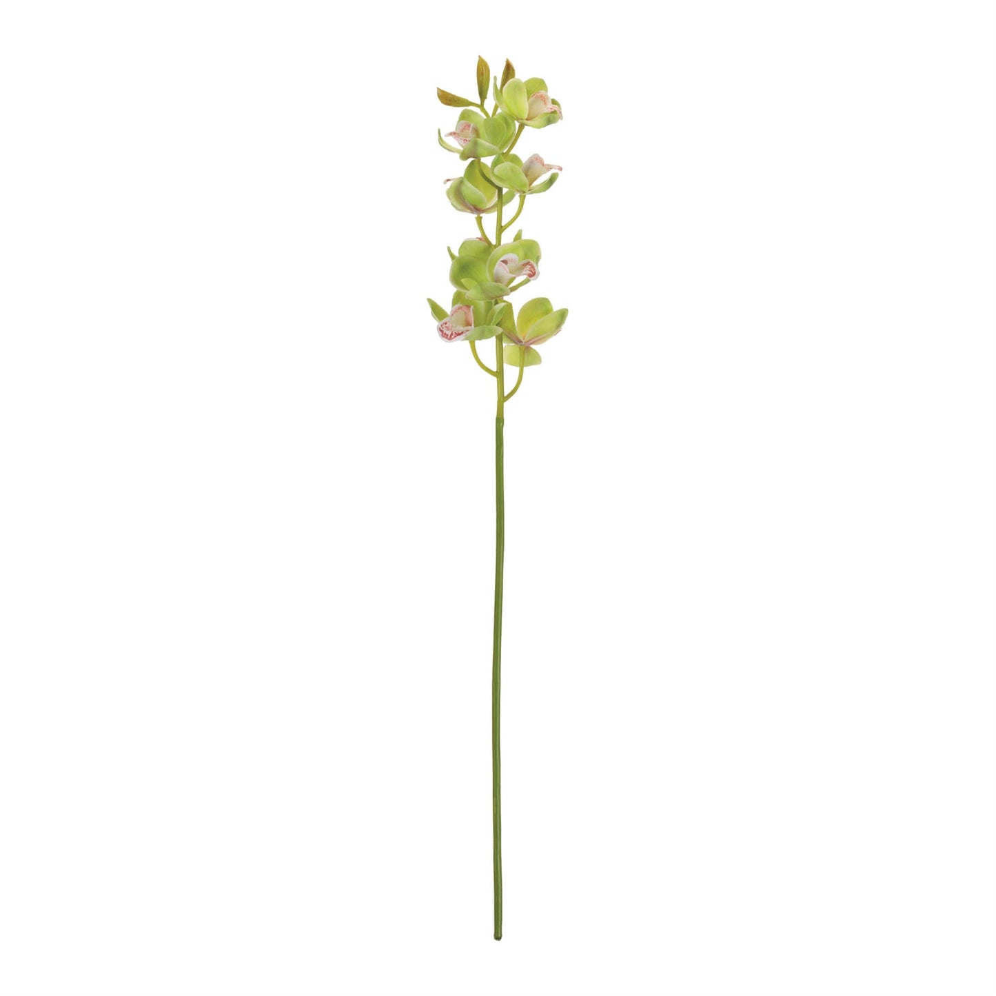 Cymbidium Orchid Flower Stem (Set of 2)