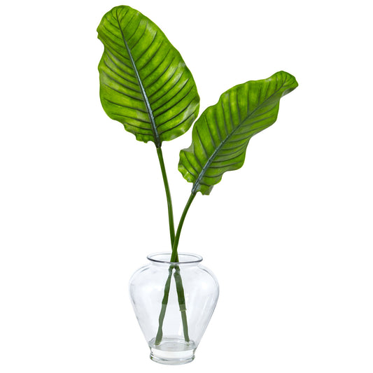 Traveler’s Palm in Glass Vase
