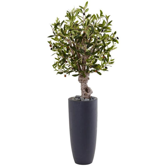 3.5' Olive Tree in Gray Cylinder Planter
