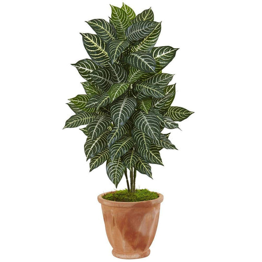 42' Zebra Plant in Terracotta Planter