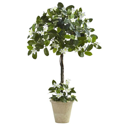 3' Stephanotis Topiary w/Planter