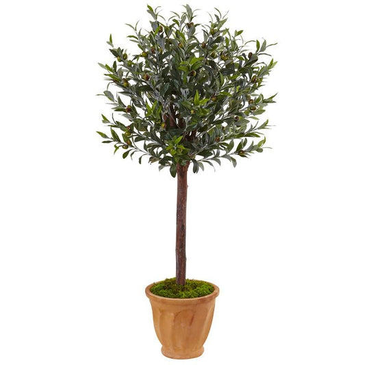 4.5' Olive Tree in Terracotta Planter