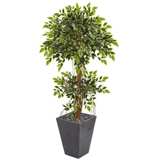 5' Variegated Ficus Artificial Tree in Slate Planter