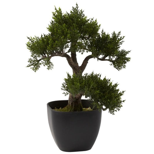 15'' Cedar Bonsai