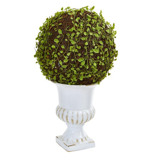 18"  Mohlenbechia Ball Topiary in White Urn
