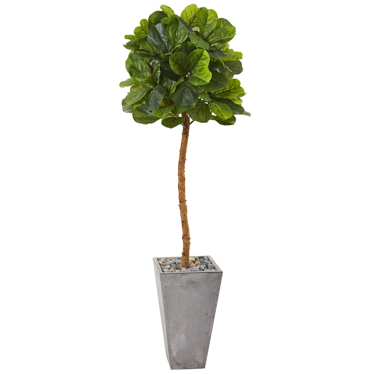 70" Fiddle Leaf Artificial Tree in Cement Planter (Real Touch)