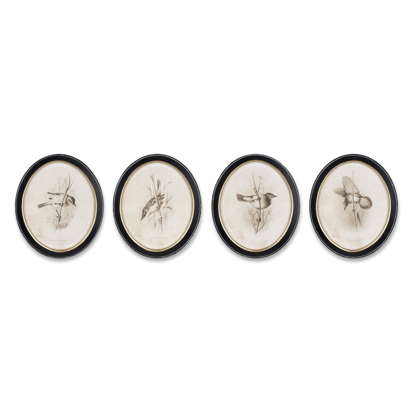 Framed Bird Print (Set of 4)