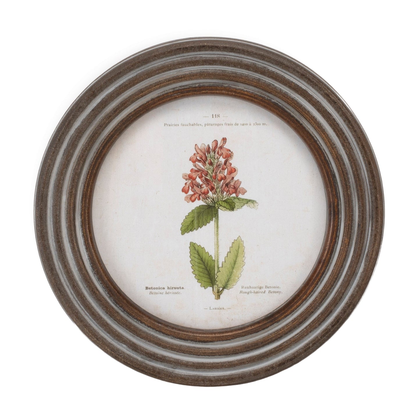 Round Framed Floral Print (Set of 6)
