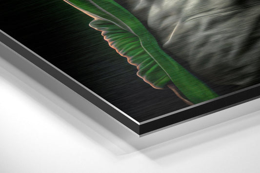 Anger of the Ape Brushed Aluminum Dibond Wall Art