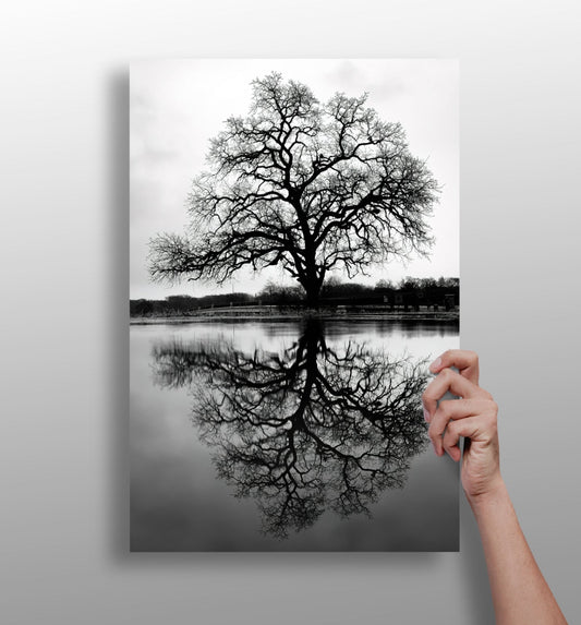 Alone Tree Aluminum Print