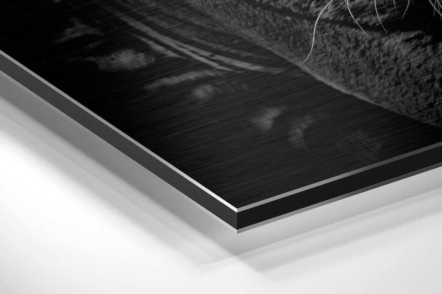 Eye of the Tiger Brushed Aluminium Dibond Wall Art