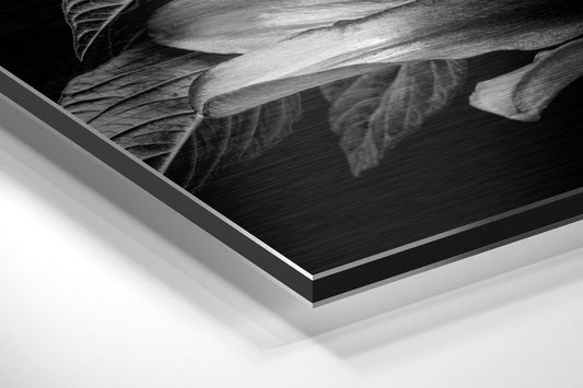 Lillium Brushed Aluminium Dibond Wall Art