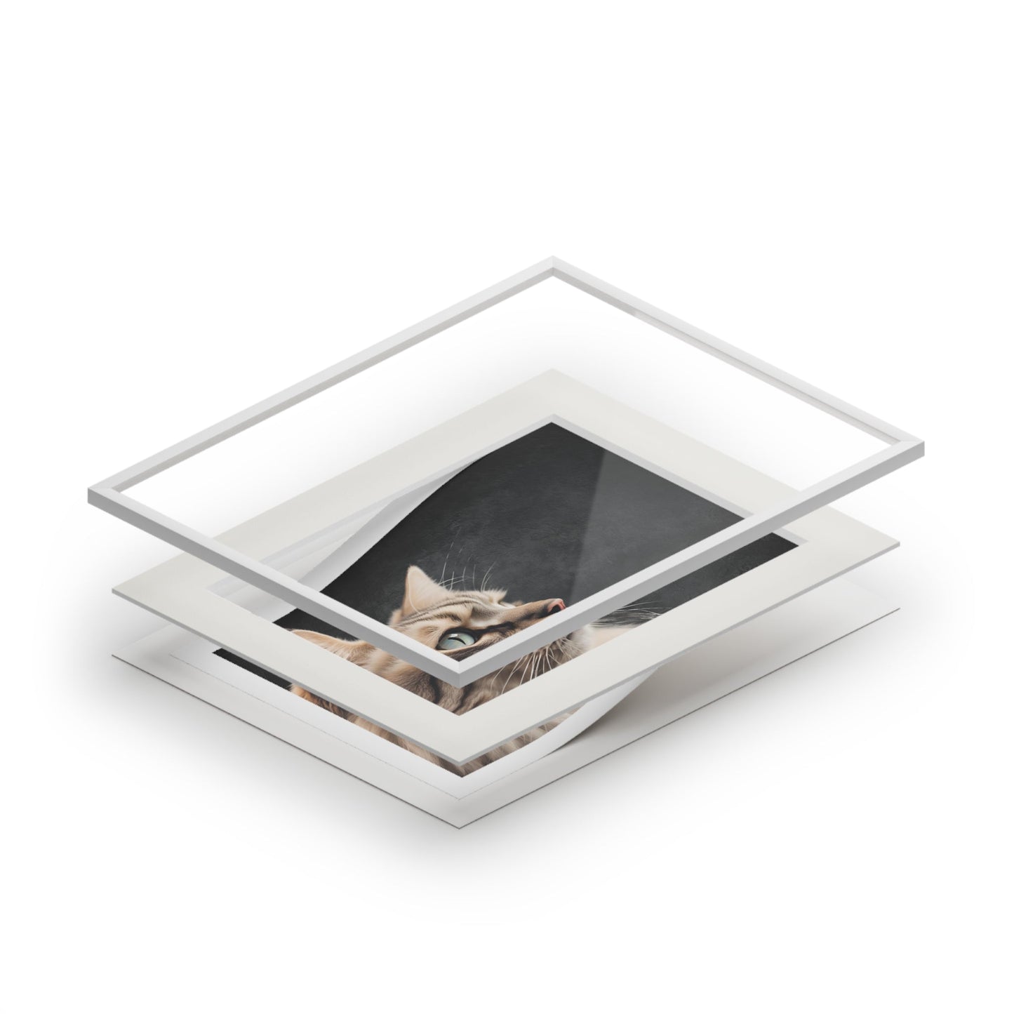Gray Kitty Fine Art Print with Passepartout Frame