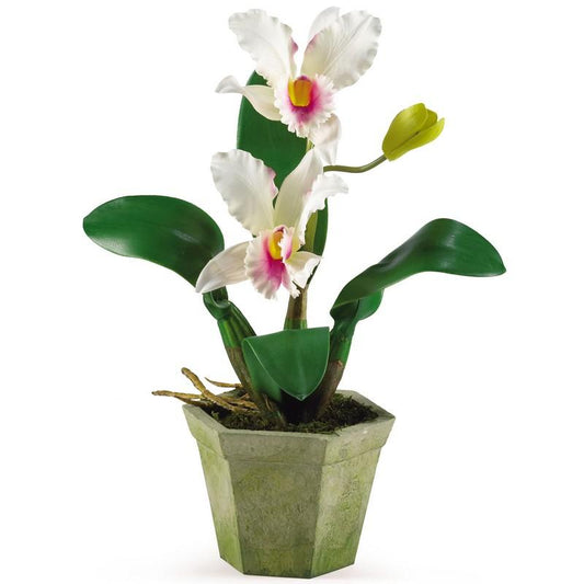 Potted Orchid Mix (Set of 3)