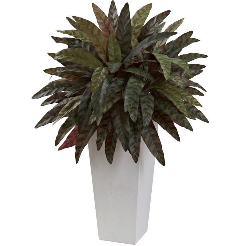 Peacock Plant with White Planter
