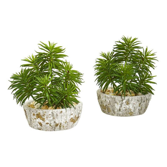 Succulent Artificial Plant in Weathered Oak Planter (Set of 2)