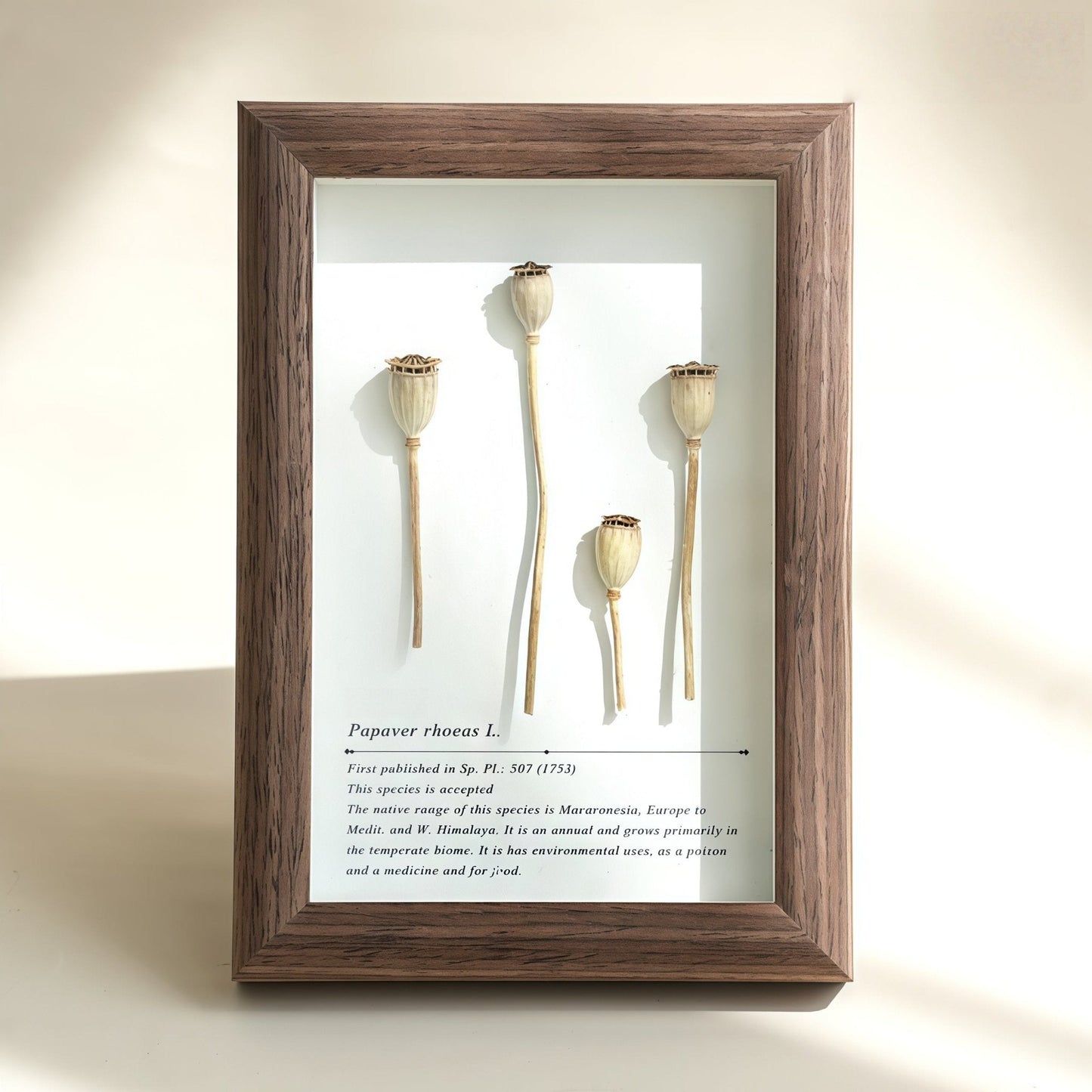 "The Landscape Garden"  Real Flower Shadow Box
