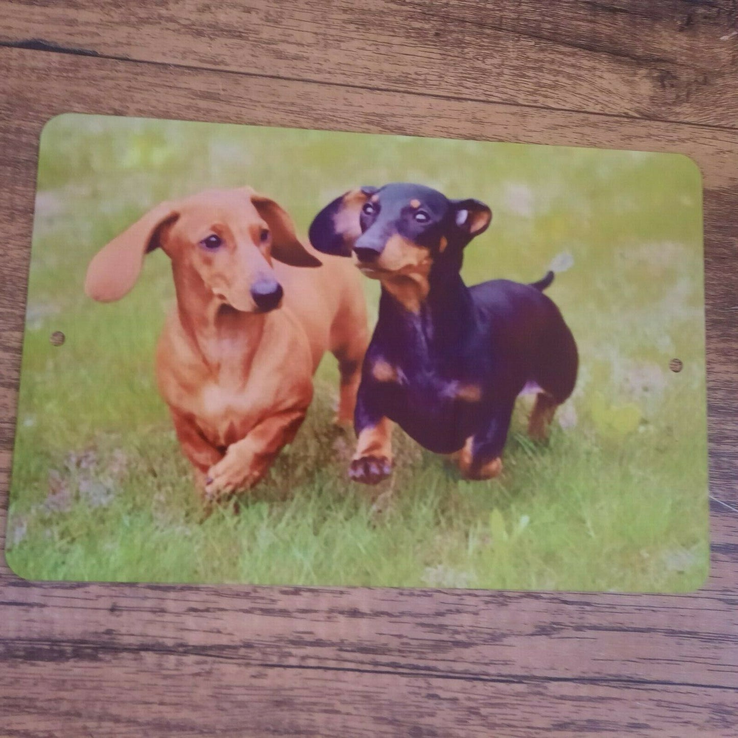 Cute photo of 2 Dachshund Wiener Dogs 8x12 Metal Wall Sign Animals