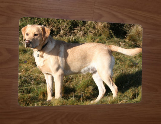 Golden Yellow Lab Labrador 8x12 Metal Wall Animal Dog Sign