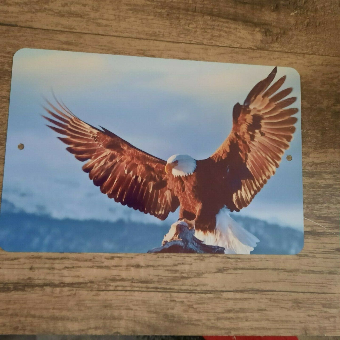 Bald Eagle Wings Spread 8x12 Metal Wall Sign Animals Birds
