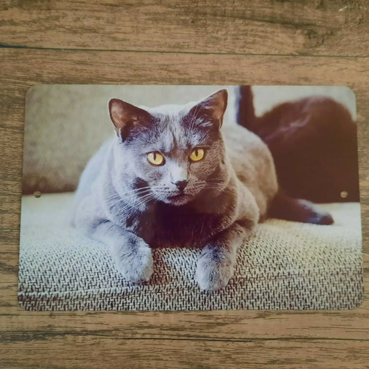Russian Grey Cat Photo 8x12 Metal Wall Sign Animals