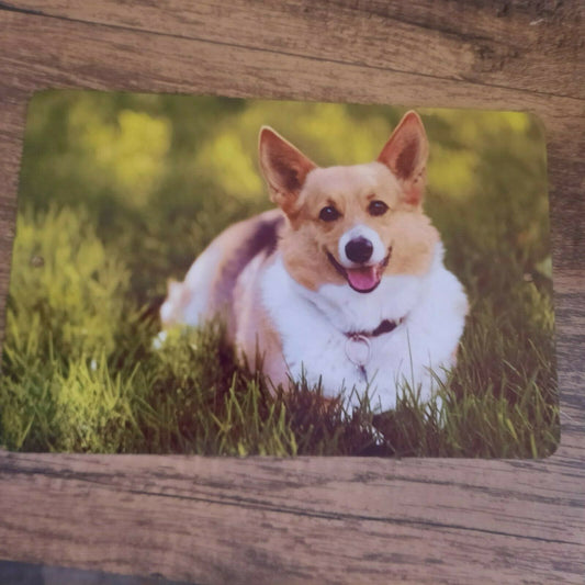 Adorable Corgi Dog Laying in the Grass 8x12 Metal Wall Sign Animals